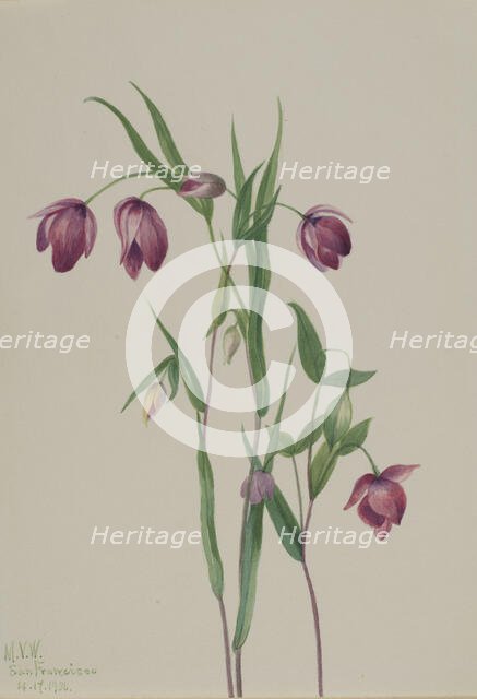 Purple Fairy Lantern (Calochortus anoenum), 1936. Creator: Mary Vaux Walcott.