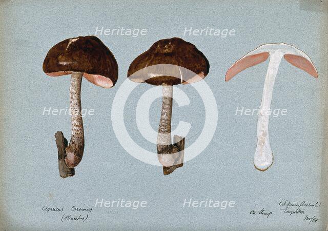 Fawn pluteus fungus (Pluteus cervinus): three fruiting bodies, one sectioned, 1904. Creator: Cecil Henry Spencer Perceval.