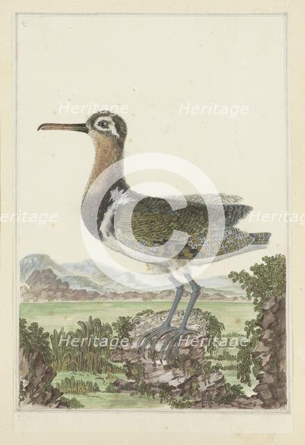 Rostratula benghalensis (Greater painted-snipe), 1777-1786. Creator: Robert Jacob Gordon.