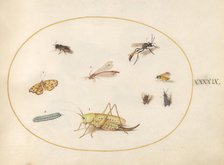 Plate 49: A Grasshopper, a Caterpillar, a Butterfly, a Moth, and Other Insects, c. 1575/1580. Creator: Joris Hoefnagel.
