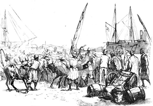 'Food for the Troops: Landing Cattle at Port Said', c1882. Artist: Unknown.