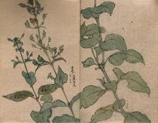 A fruiting plant of the Scrophulariaceae family: stem in two sections. Creator: Unknown.