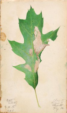Oak Leaf Edge Caterpillar..., early 20th century. Creator: Gerald H. Thayer.