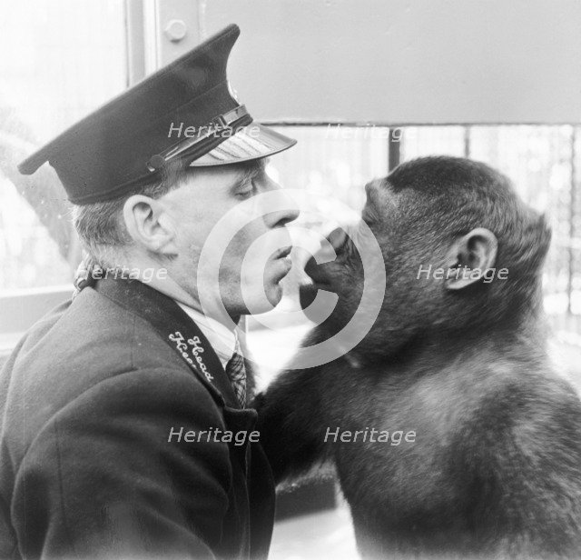London Zoo, Marylebone, London, (c1950s?). Artist: Henry Grant