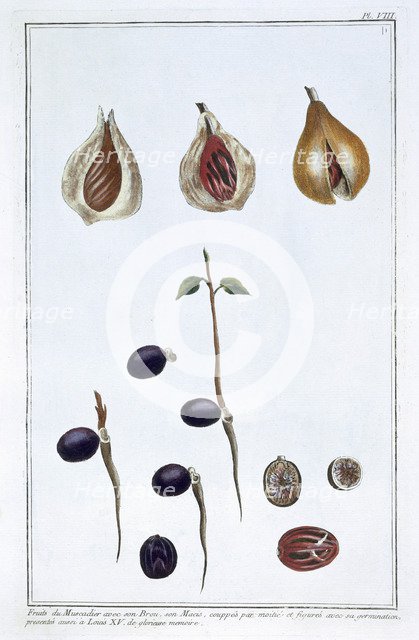 Nutmeg, c1751-1807. Artist: Pierre Joseph Buchoz