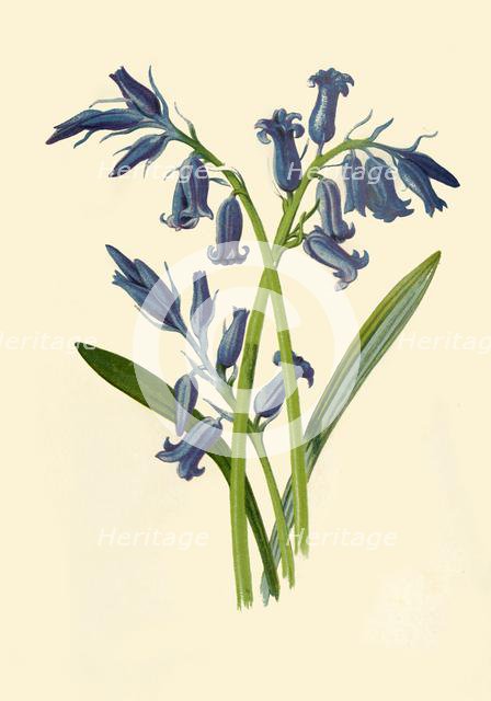 'Hyacinth', 1877. Creator: Frederick Edward Hulme.