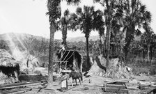 Palms and straw houses at Rascon, between 1880 and 1897. Creator: William H. Jackson.