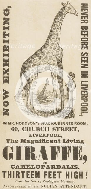The Magnificent Living Giraffe, or Camelopardalis, Thirteen Feet High!, c1836.  Creator: Unknown.