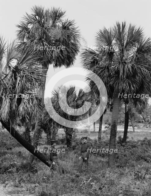 Tybee Island, palmettoes, Savannah, Ga., c1907. Creator: Unknown.
