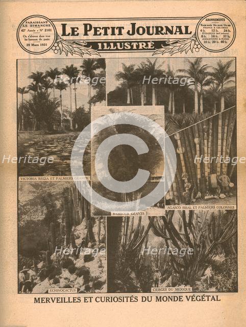 Marvels and curiosities of the plant world, 1931. Creator: Unknown.