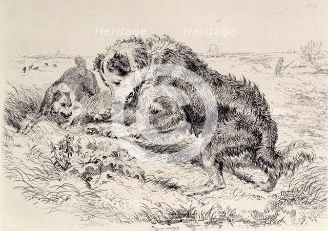 Dogs Worrying a Frog, c1860. Creator: Edwin Henry Landseer.