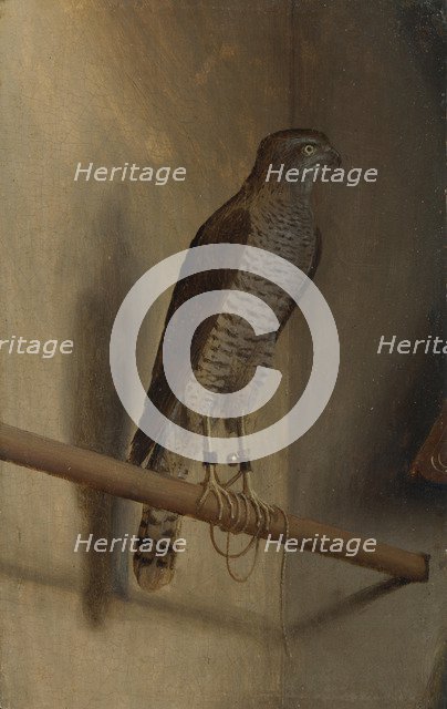 A Sparrowhawk, 1510s. Artist: De' Barbari, Jacopo (c. 1445-c. 1516)