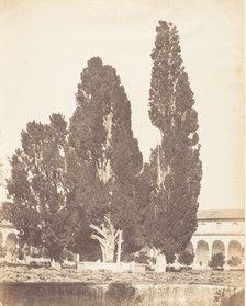 Old Cypress Trees in Carthusian Convent, Rome, 1853-56. Creator: Possibly by Jane Martha St. John.