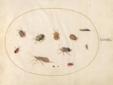 Plate 79: Twelve Insects, Including Shield Bugs, c. 1575/1580. Creator: Joris Hoefnagel.