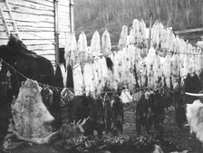Collected furs in the city of Petropavlovsk-Kamchatsky., 1910-1929. Creator: Ivan Emelianovich Larin.