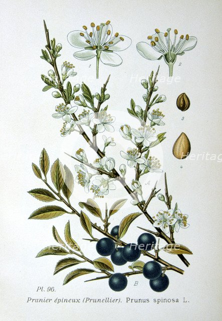 Blackthorn, 1893. Artist: Unknown