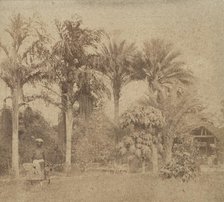 [Gardens, Government House, Allahabad], 1858. Creator: John Constantine Stanley.