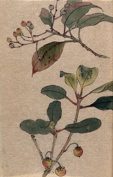 Two fruiting tree branches, possibly a Sorbus and Prunus species. Creator: Unknown.