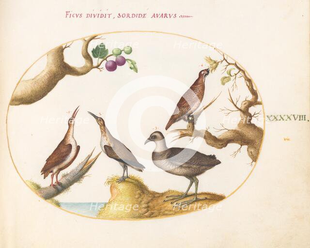 Animalia Volatilia et Amphibia (Aier): Plate XLVIII, c. 1575/1580. Creator: Joris Hoefnagel.