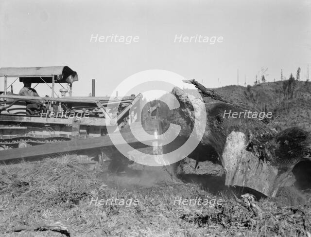 Bulldozer raises and pushes stump on cut-over farm, Lewis County, Western Washington, 1939. Creator: Dorothea Lange.