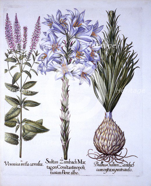 Sultan Zambach Lily and Bulb, Veronica, from 'Hortus Eystettensis', by Basil Besler (1561-1629), pub