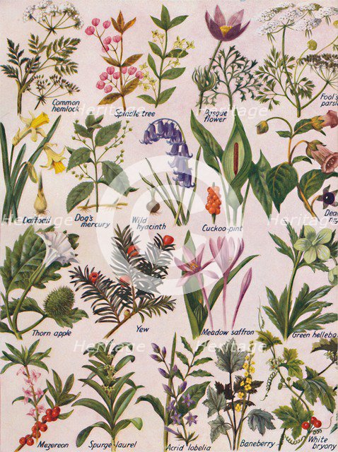 'Poisonous Plants Found in the British Isles', 1935. Artist: Unknown.