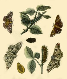 'Emperor Moth', 1749, (1943).  Creator: H Terasson.