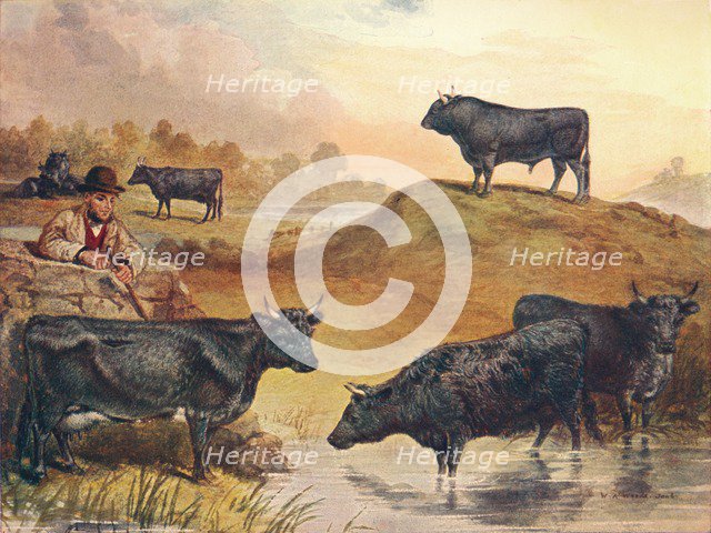 Kerry cattle, c1903 (c1910). Artist: WA Woods.