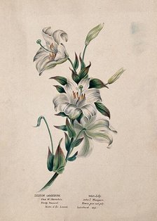 Madonna lily or bourbon lily (Lilium candidum): flowering stem, (c1850?). Creator: Unknown.
