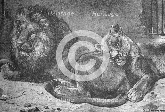 'Lion and Lioness', c1900. Artist: Helena J. Maguire.