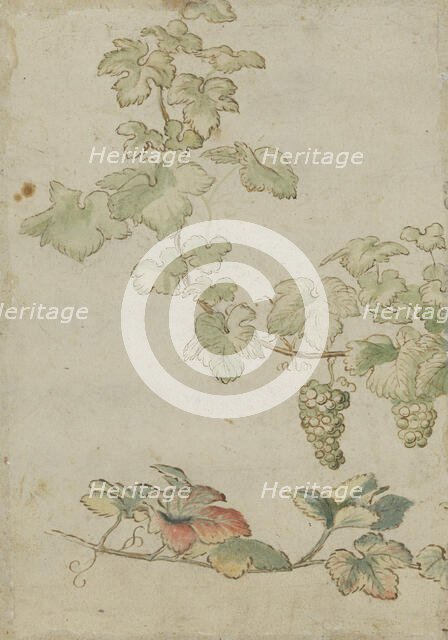 Grapevine, c17th century. Creator: Unknown.