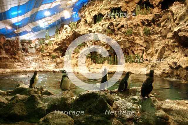 Penguins, Loro Parque, Tenerife, Canary Islands, 2007.