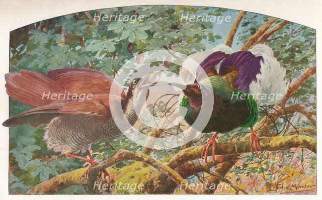 'Twelve-wired Birds of Paradise', c1910, (1911). Artist: Louis Fairfax Muckley.