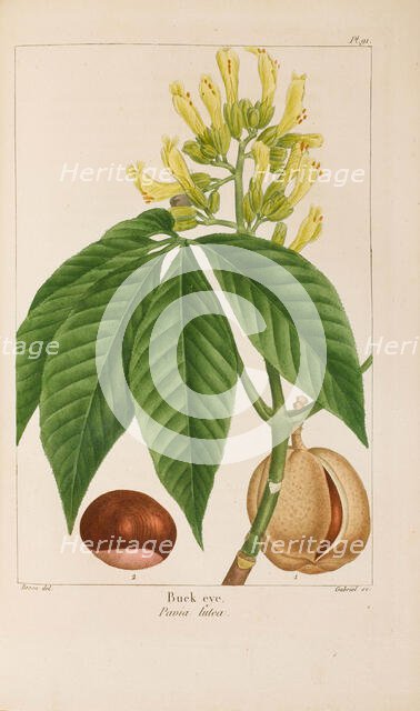 From "Histoire des Arbes Forestiers de l'Amérique Septentrionale" by François André..., 1810-1811. Creator: Bessa, Pancrace (1772-1846).