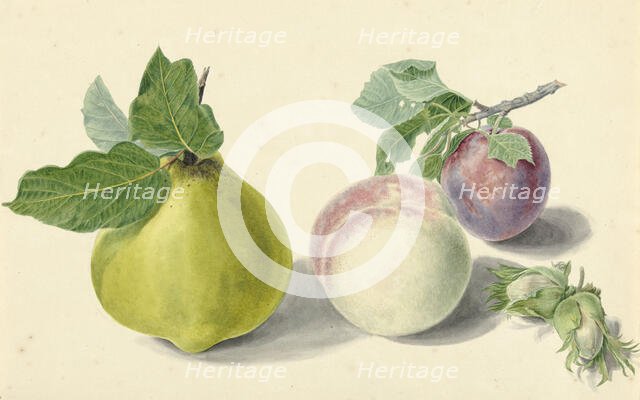 A pear, peach, plum and nuts, 1818-1853. Creator: Elisabeth Geertruida van de Kasteele.