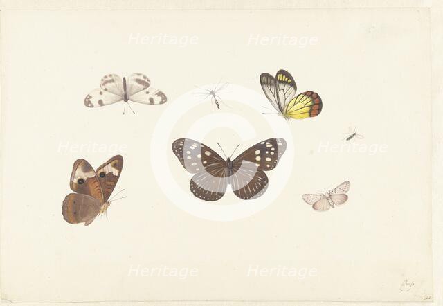 Sheet with five butterflies and two flies, c.1674-c.1692. Creator: Pieter Withoos.