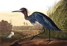 Blue Crane or Heron, Ardea Coerulea, 1845.