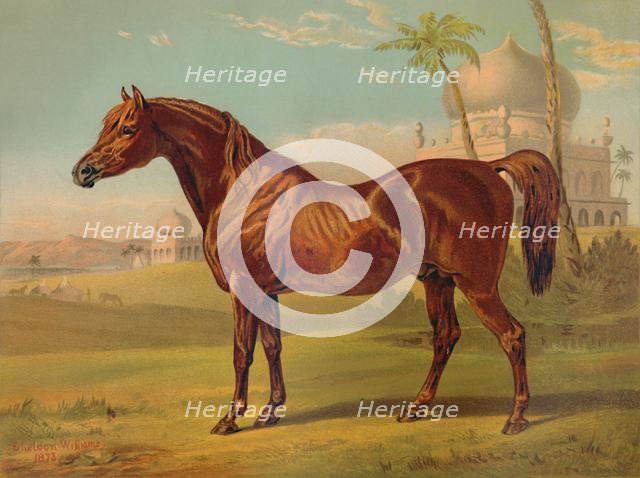 'Goldie, High Class Arab', c1879. Creator: Unknown.