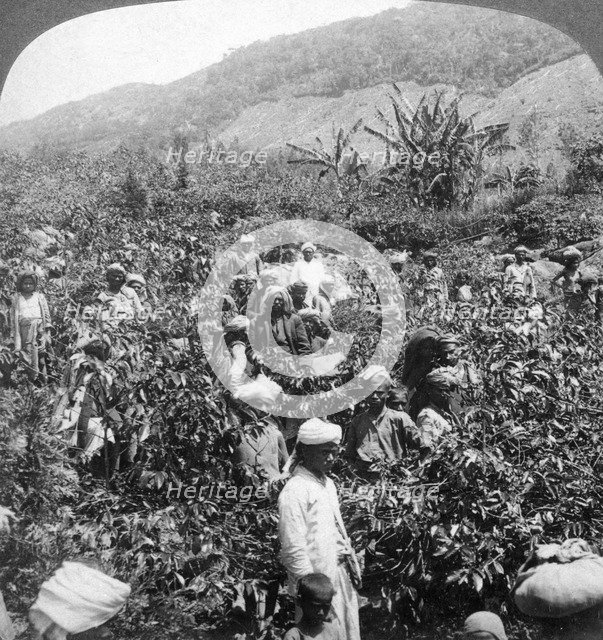 Coffee picking on Sir Thomas Lipton's estate, Dambutenne, Sri Lanka, 1903.Artist: Underwood & Underwood
