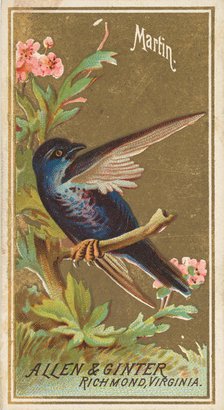 Martin, from the Birds of America series (N4) for Allen & Ginter Cigarettes Brands, 1888. Creator: Allen & Ginter.