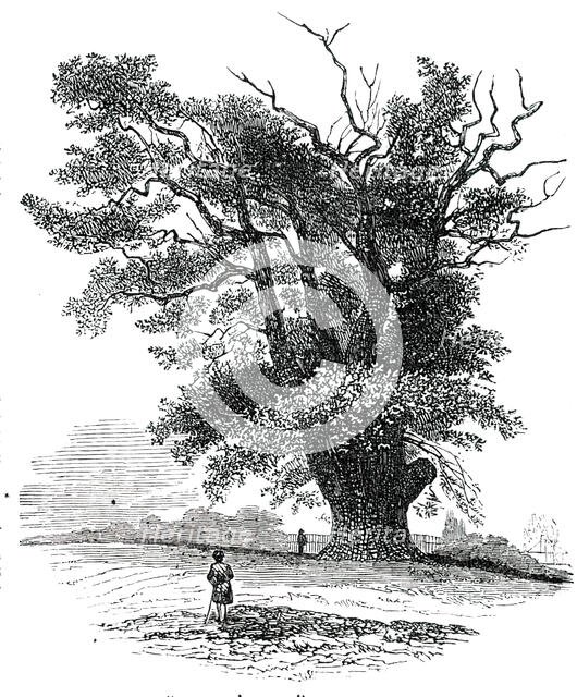 Turpin's Oak at Finchley, 1850. Creator: Unknown.