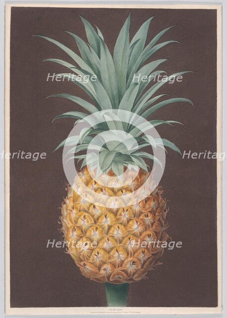 The Smooth Leaved Green Antigua Pine, 1807. Creator: Henri Merke.