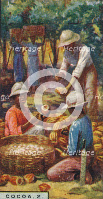 'Cocoa, 2. - Opening the Pods, Trinidad', 1928. Artist: Unknown.