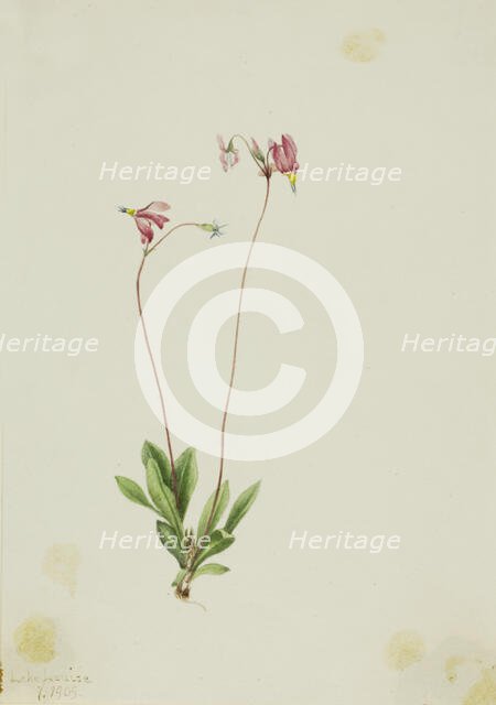Slender Shootingstar (Dodecatheon pauciflorum), 1909. Creator: Mary Vaux Walcott.