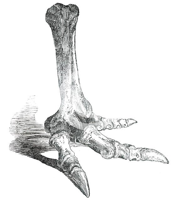 Fossil Foot of  Dinornis, 1850. Creator: Unknown.