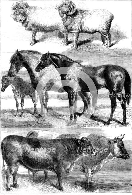 Prize animals from the Royal Agricultural Society's show in Battersea Park, 1862. Creator: Unknown.