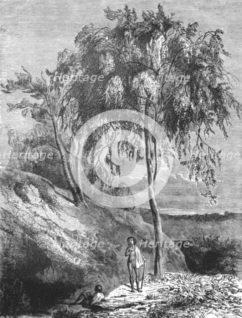 'Metrosideros Trees, Australia; Incidents of Bush Life in Queensland', 1875. Creator: Unknown.