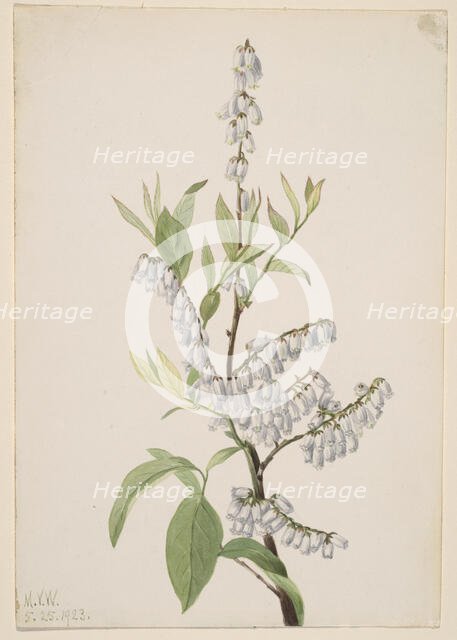 Untitled--Plant Study, 1923. Creator: Mary Vaux Walcott.