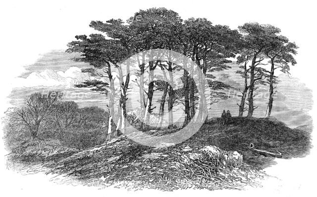 Sketches on Hampstead Heath: firs near North End, 1871. Creator: Unknown.