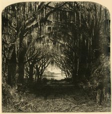 'Bonaventure Cemetery', 1872.  Creator: John Filmer.